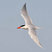 Caspian Tern